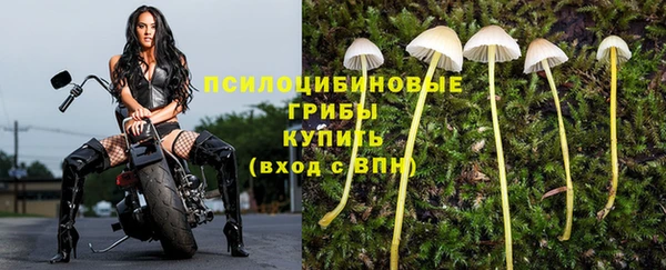 стаф Богданович